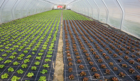 Salatpflanzung
